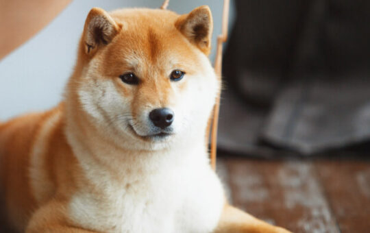 DOGE Clone SHIBA INU Price Drops After 2,000% Rally