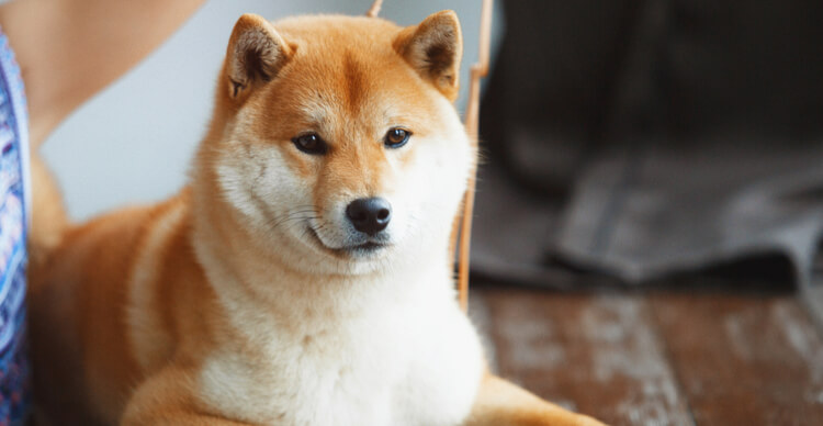 DOGE Clone SHIBA INU Price Drops After 2,000% Rally