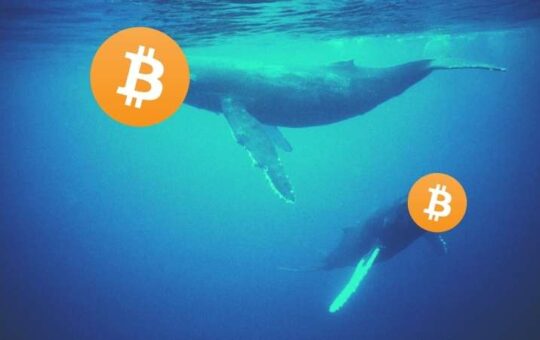 Bitcoin Whales Added 60K BTC in a Day: Starting Historically Profitable July