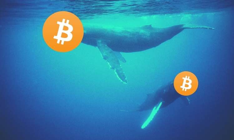 Bitcoin Whales Added 60K BTC in a Day: Starting Historically Profitable July