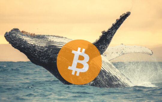 3rd Largest Bitcoin Wallet Just Bought $23 Million Worth of BTC