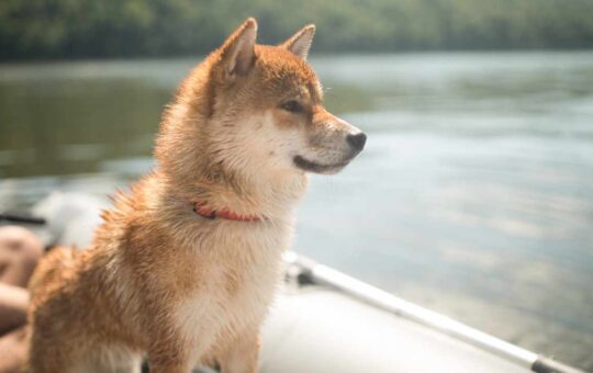 Chainalysis Says Dogecoin Adoption Reaches Record Level, 82% of DOGE Supply Owned by 535 Entities