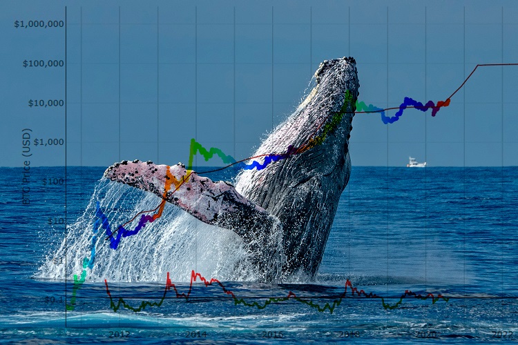 Crypto Whales are Accumulating These Altcoins Before 2023 – Here’s Why
