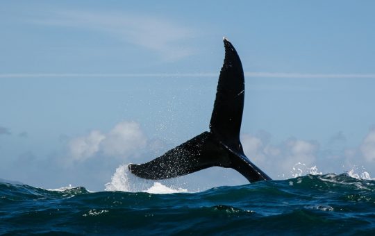 Dogwifhat and Popcat sell-off as whale dumps tokens