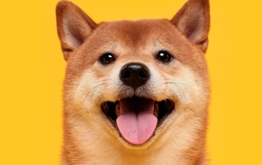 Dogecoin Slows Following Monster Gains—What Happened?