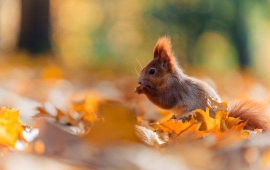 Peanut Pet Owner's Token Collapses Two Weeks After Launch