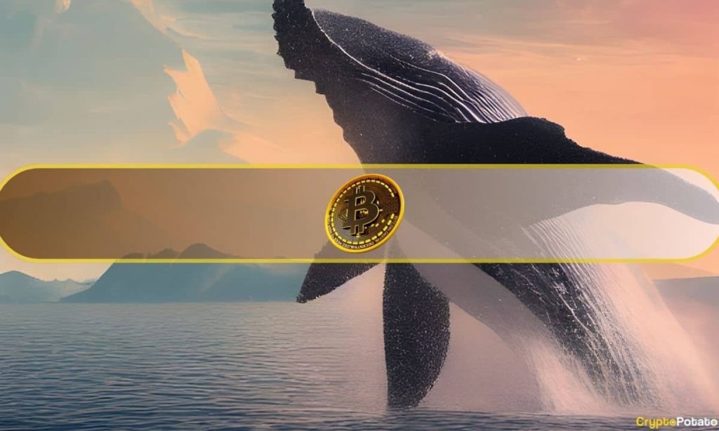 BTC Crash Triggers Spike in $1M Bitcoin Whale Buys: On-Chain Data
