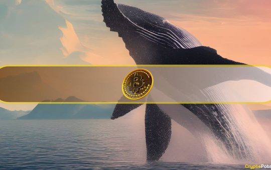 BTC Crash Triggers Spike in $1M Bitcoin Whale Buys: On-Chain Data